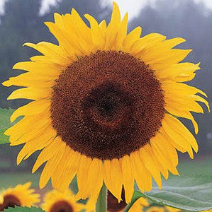 Meet your Posher, Nita